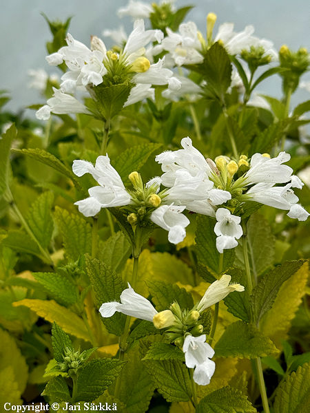 Nepeta subsessilis 'White Dreams', komeakissanminttu